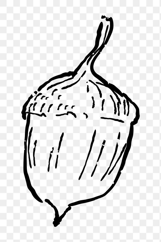 Png acorn  doodle illustration, transparent background