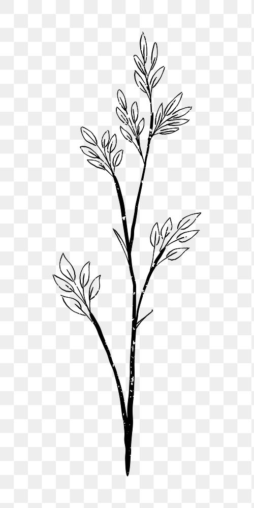 Png leaf branch doodle illustration, transparent background