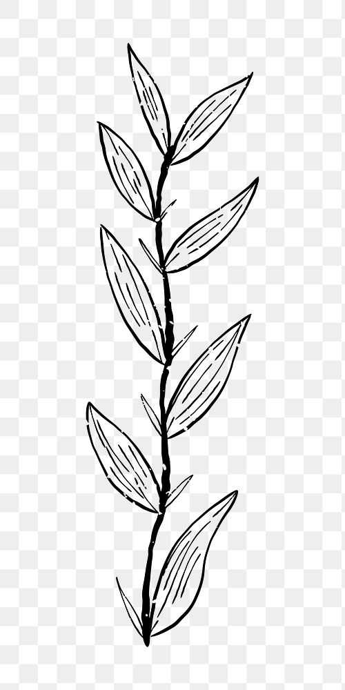 Png abstract plant branch  doodle illustration, transparent background
