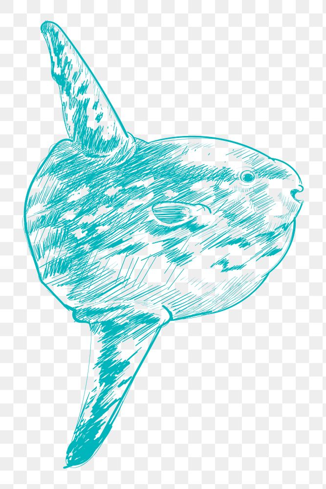 Png whale sketch illustration, transparent background