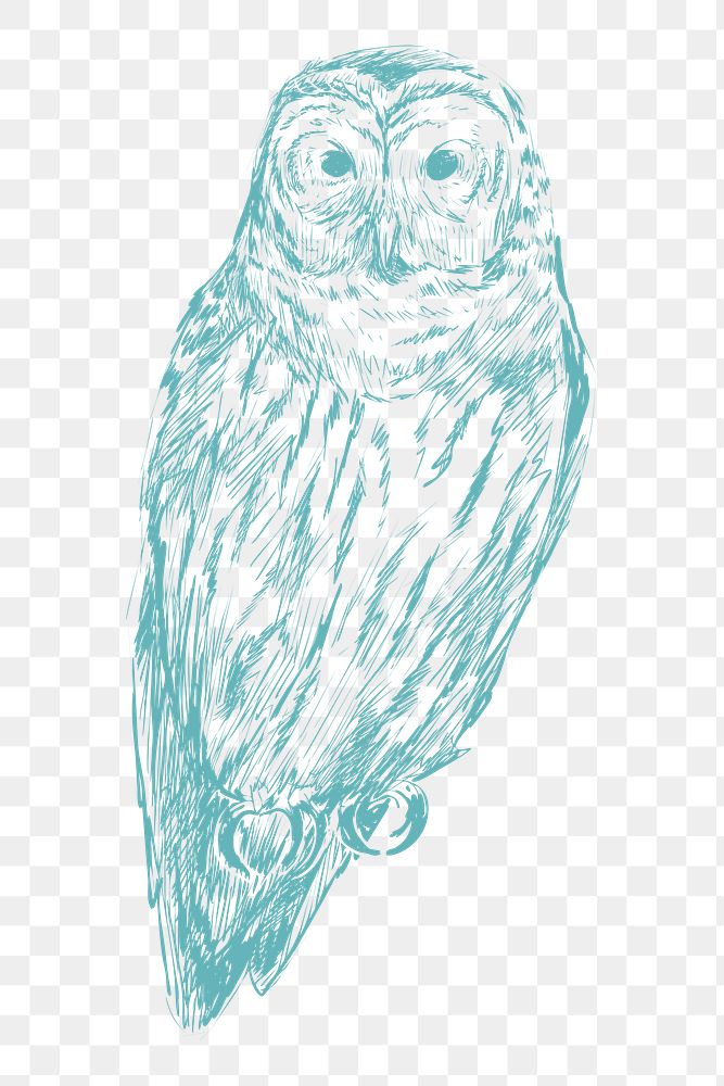  Png blue owl sketch illustration, transparent background