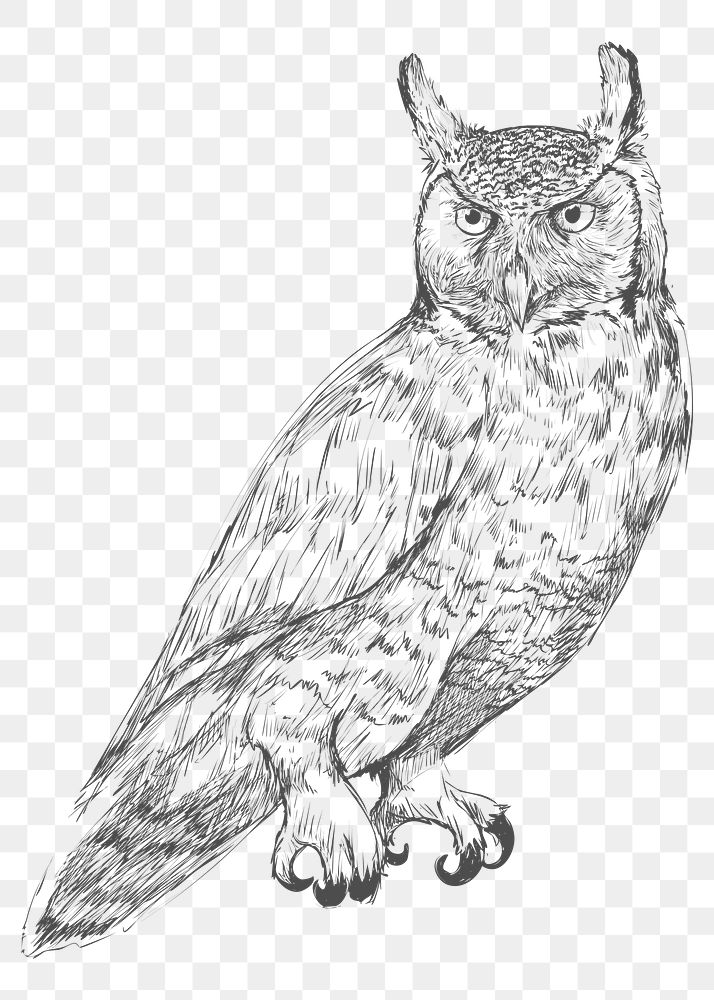  Png long eared owl sketch illustration, transparent background