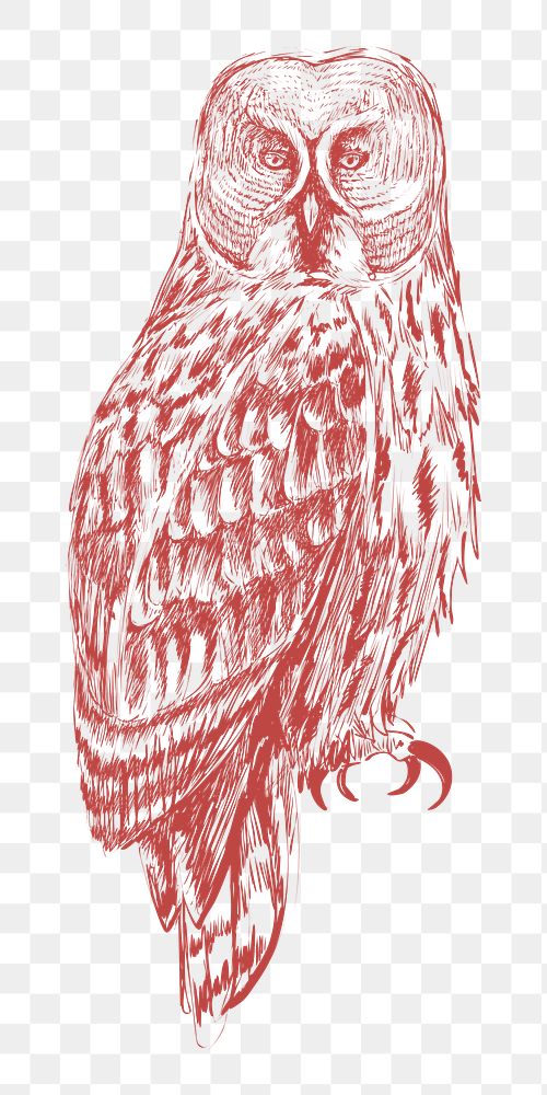 Png red owl sketch illustration, transparent background