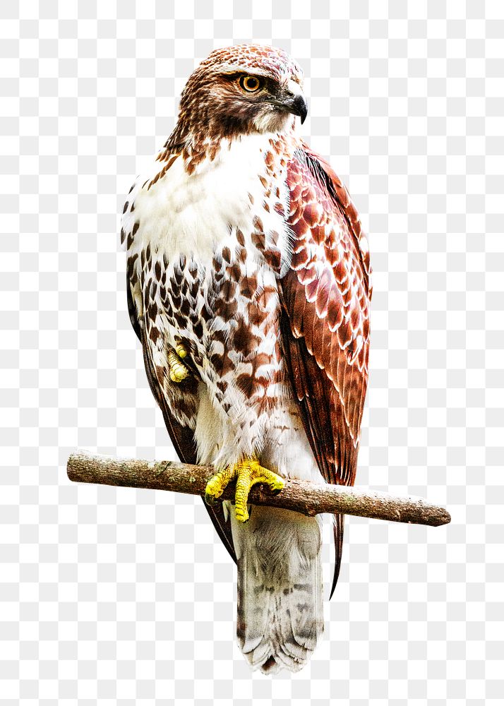 Hawk bird png, transparent background