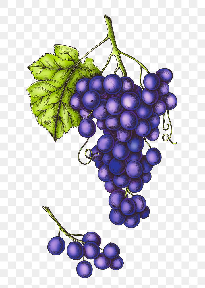 Grapes png illustration, transparent background
