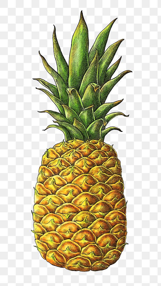 Pineapple png illustration, transparent background