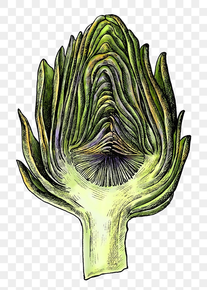 Artichoke png illustration, transparent background