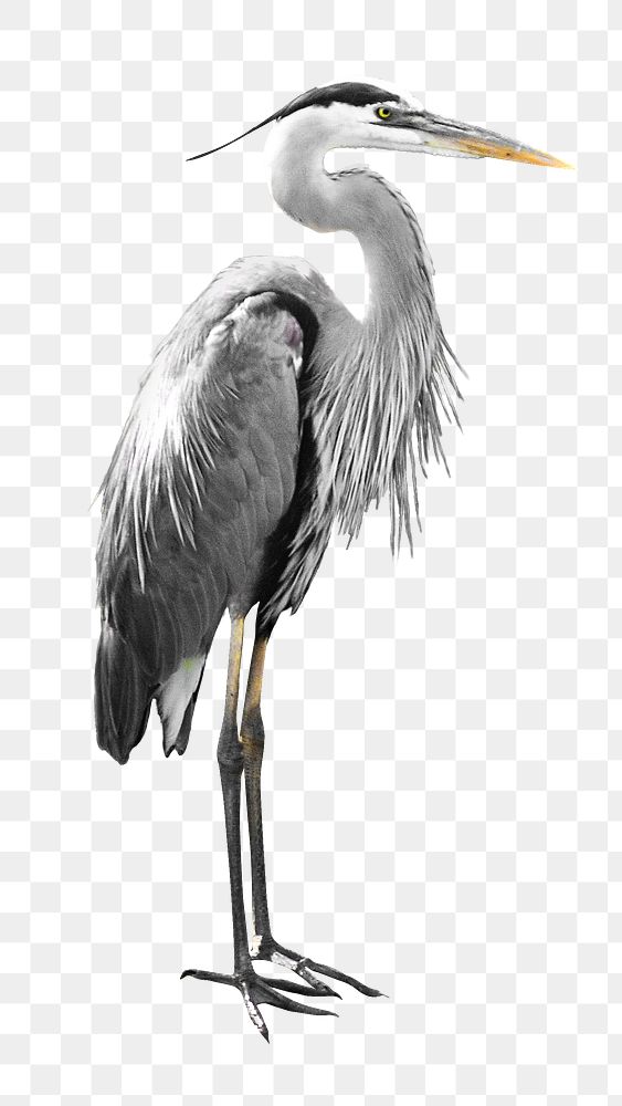 Heron bird png, transparent background