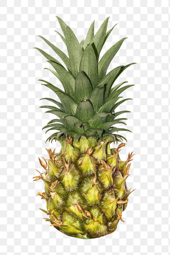 Png pineapple, transparent background