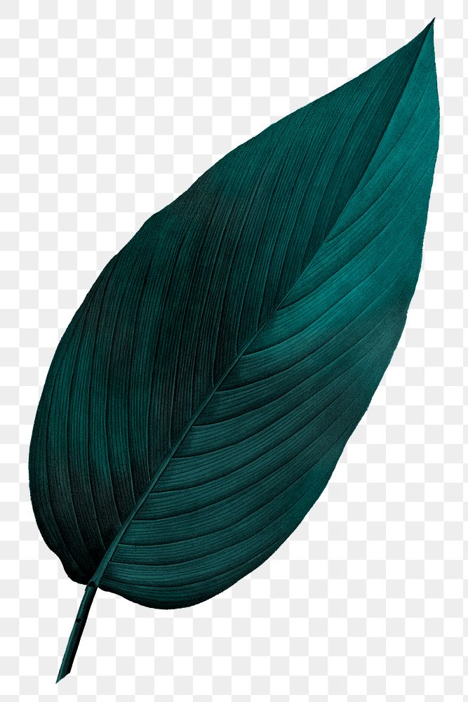 PNG dark green leaf, transparent background