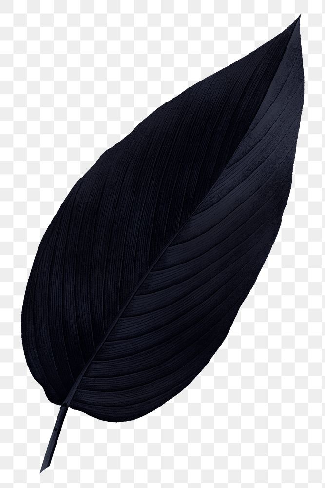 PNG vintage black leaf, transparent background