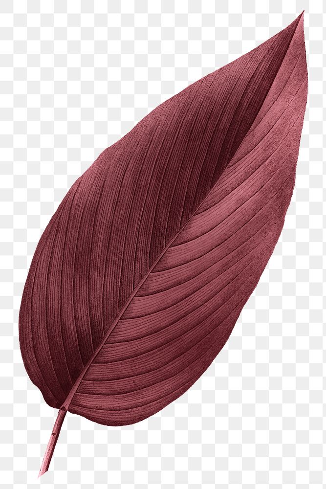 PNG red Autumn leaf, transparent background