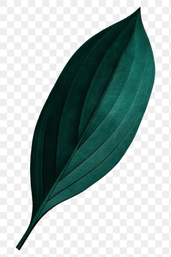 Dark green leaf png, transparent background