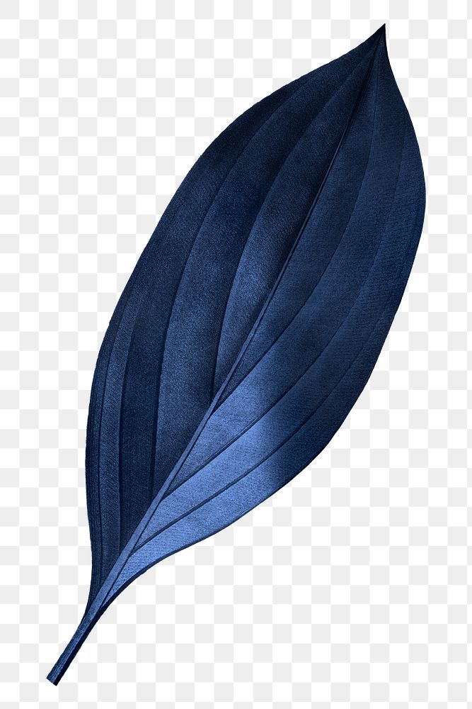 Blue leaf png vintage, transparent background