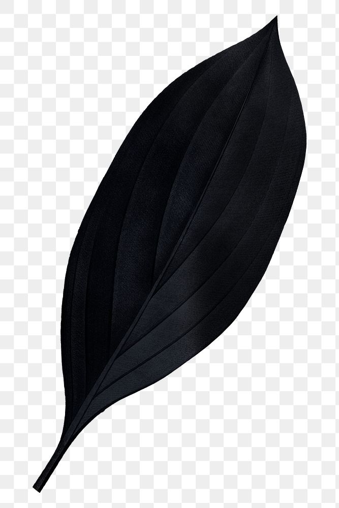 Black leaf png, transparent background