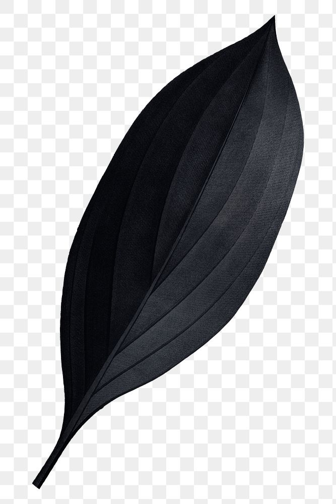 PNG vintage black leaf, transparent background