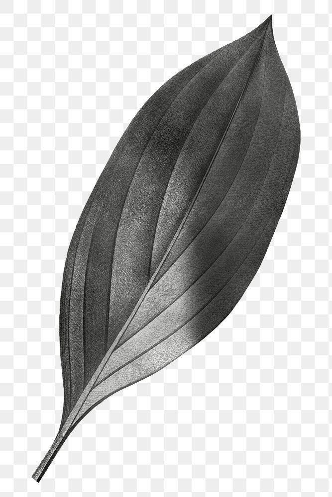 Gray leaf png vintage, transparent background