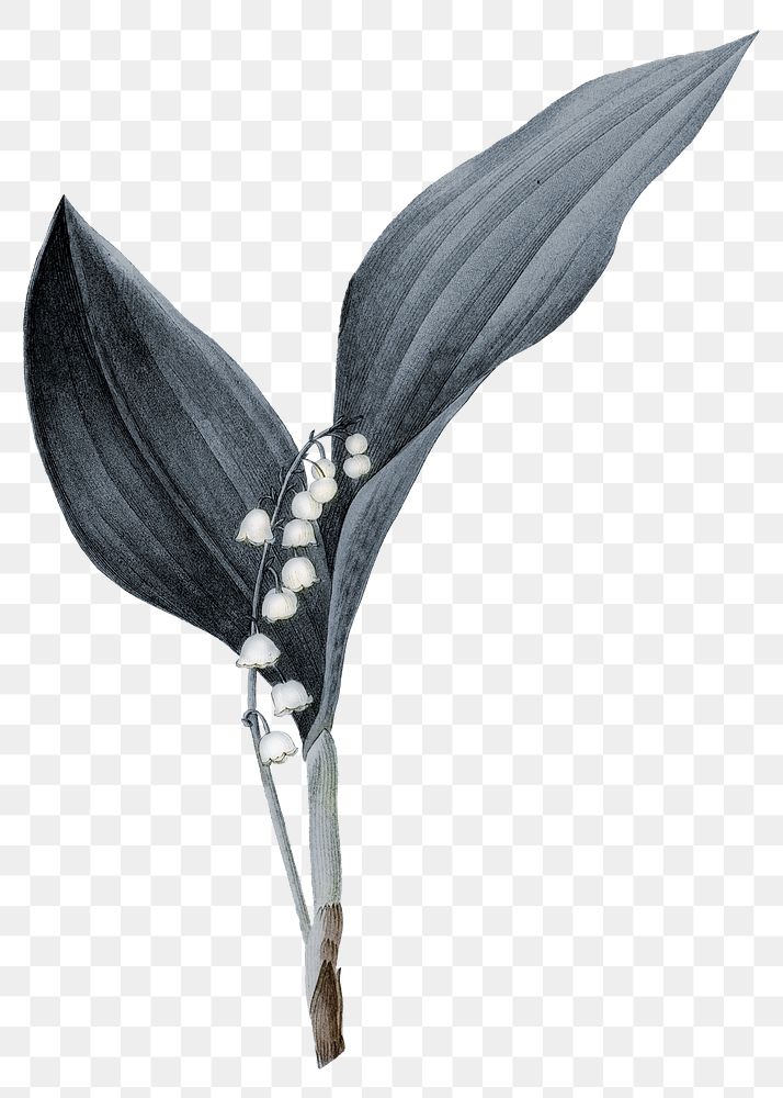 Vintage flower png lily of the valley, transparent background
