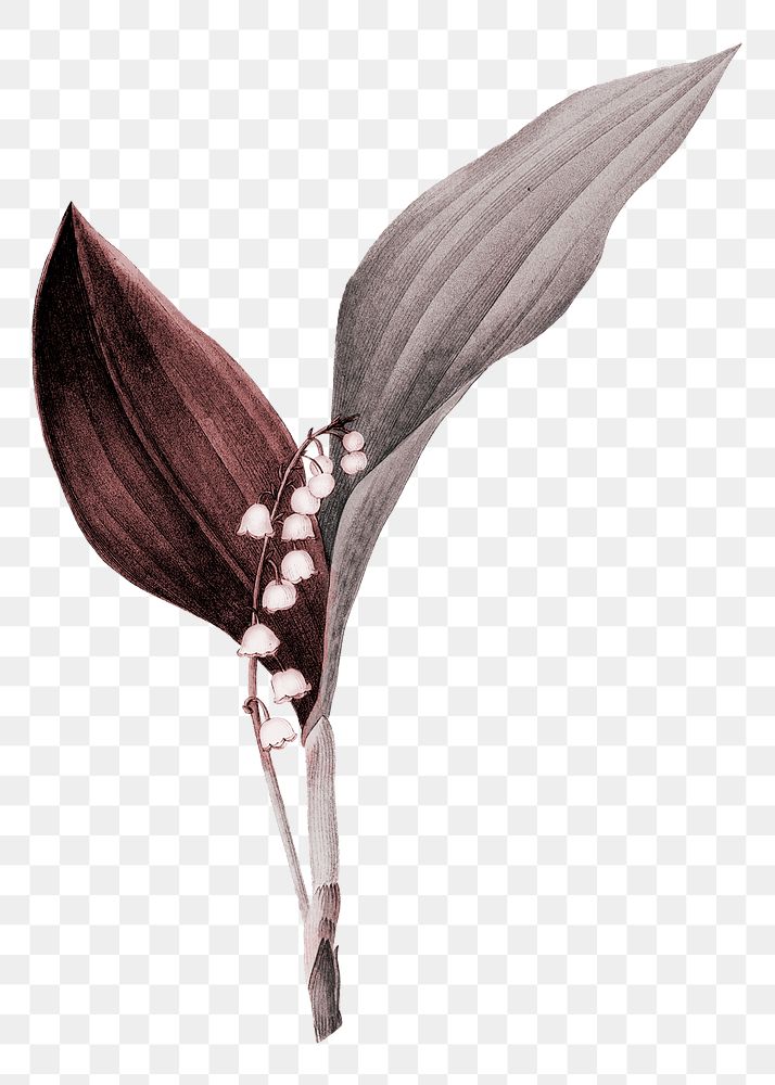 Vintage flower png lily of the valley, transparent background