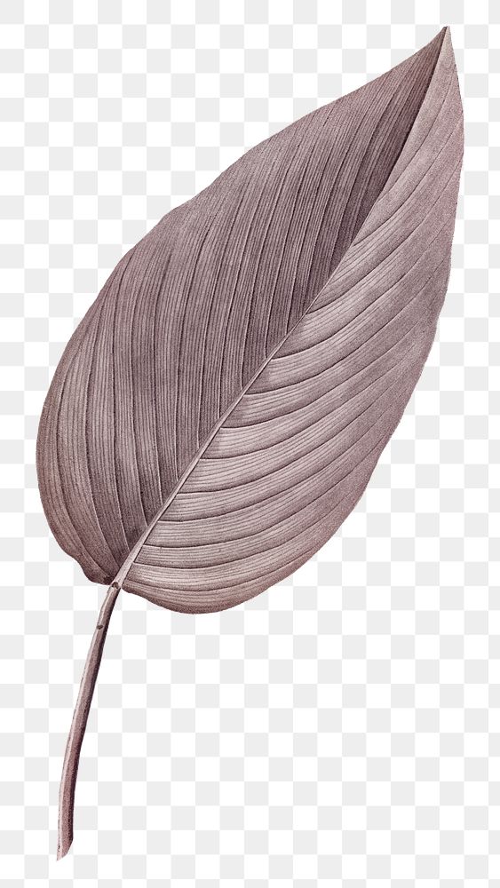 PNG vintage Autumn brown leaf, transparent background