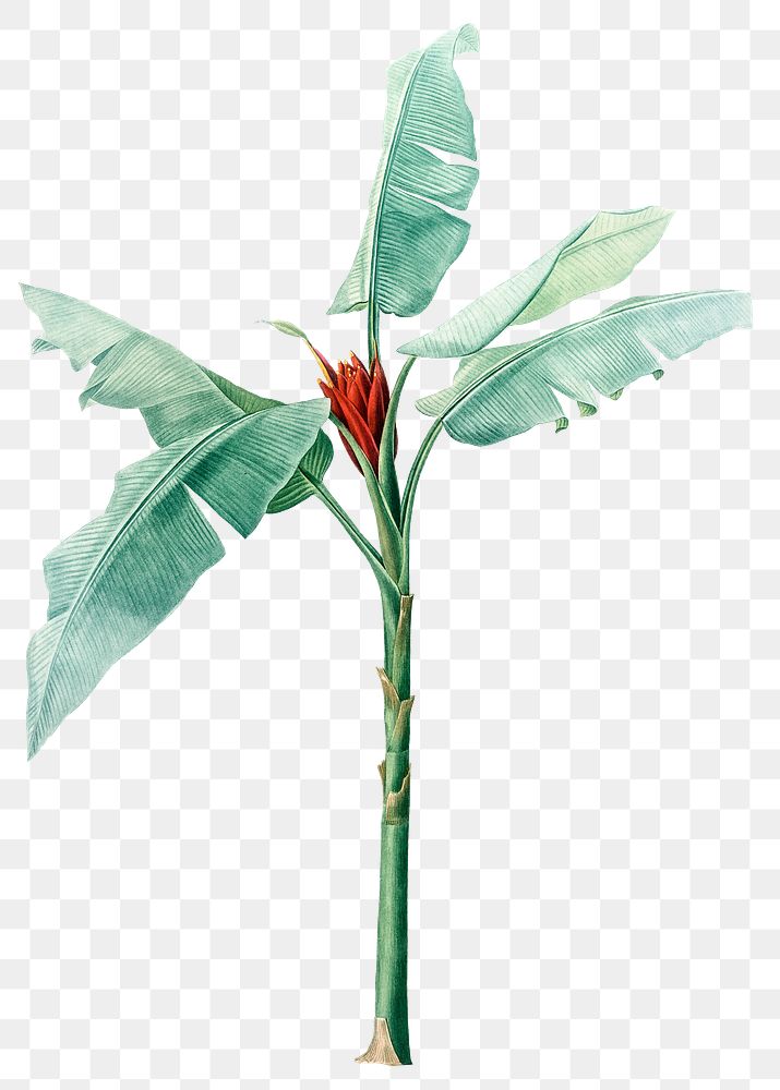 Tropical plant png vintage heliconia, transparent background