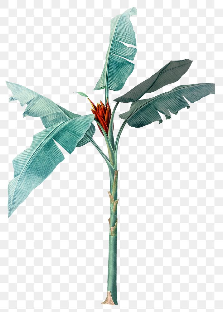 Tropical plant png vintage heliconia, transparent background