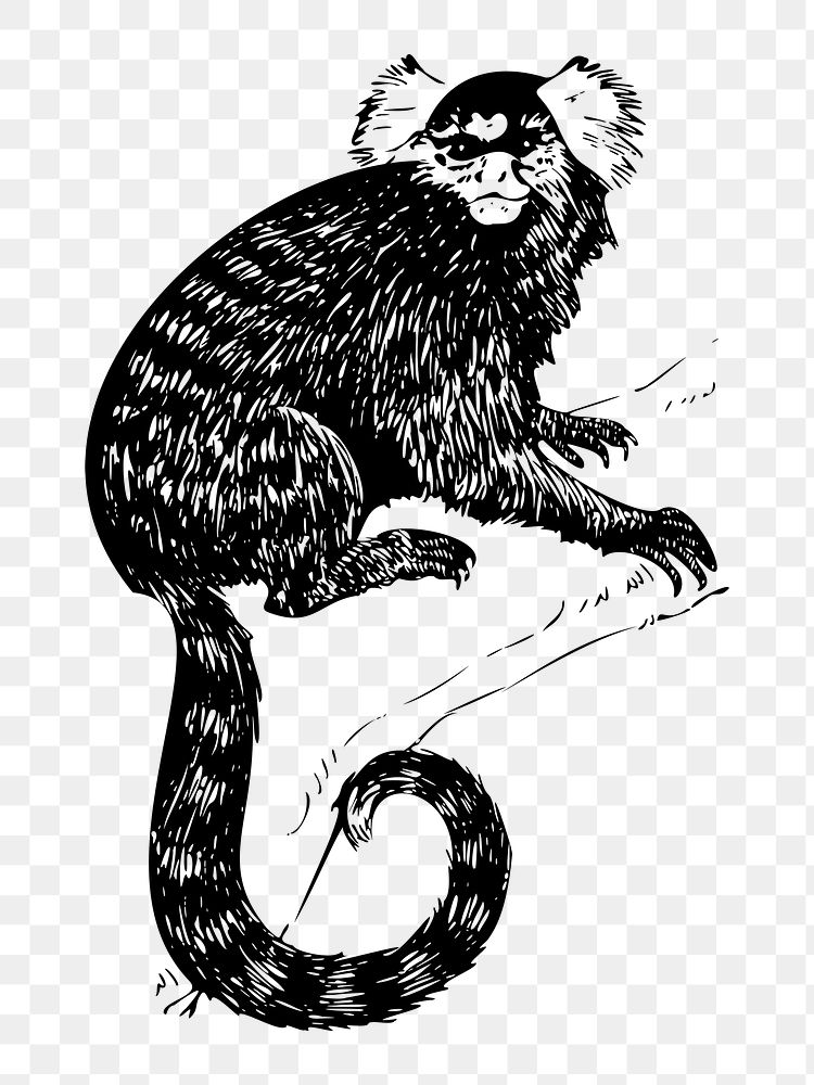 PNG Common Marmoset clipart, transparent background. Free public domain CC0 image.