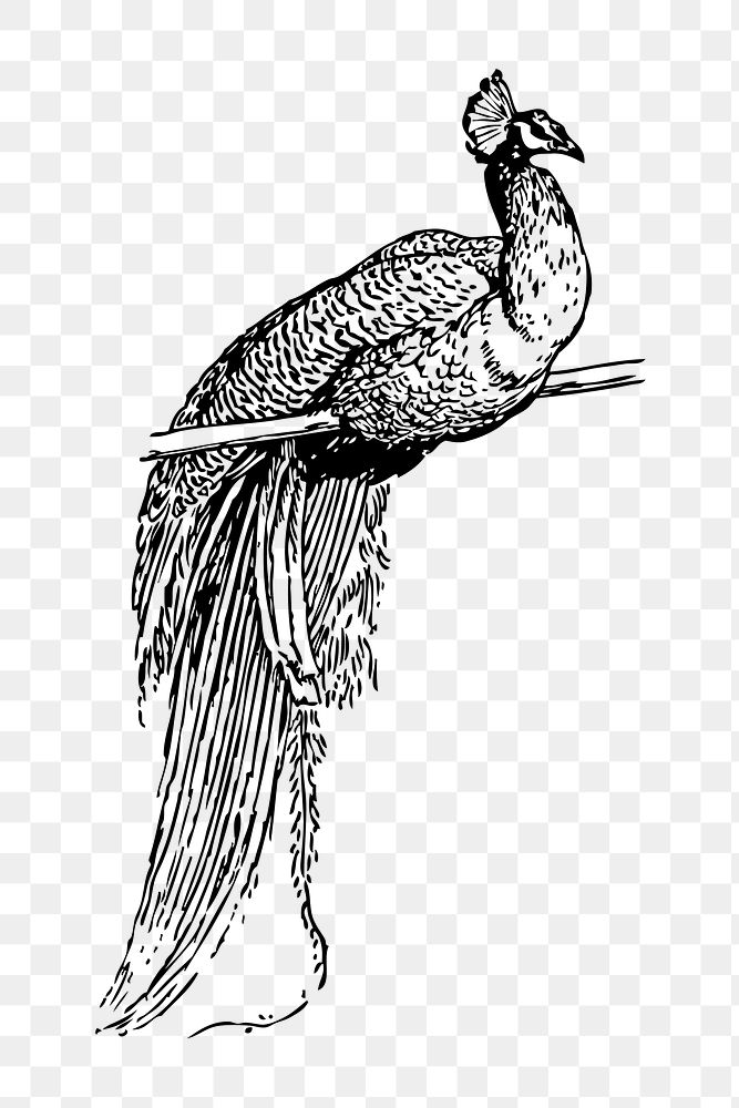 Peacock png illustration, transparent background. Free public domain CC0 image.