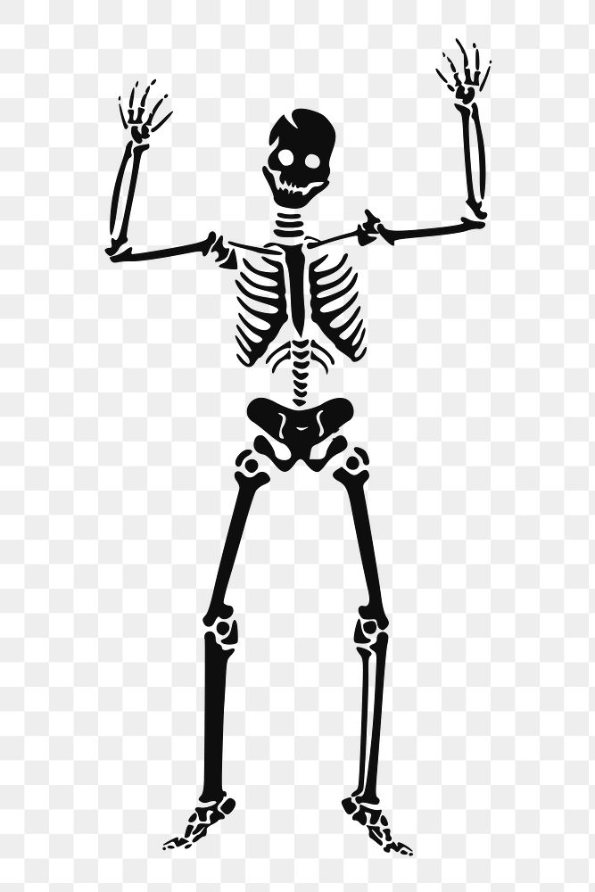 Human skeleton png illustration, transparent background. Free public domain CC0 image.