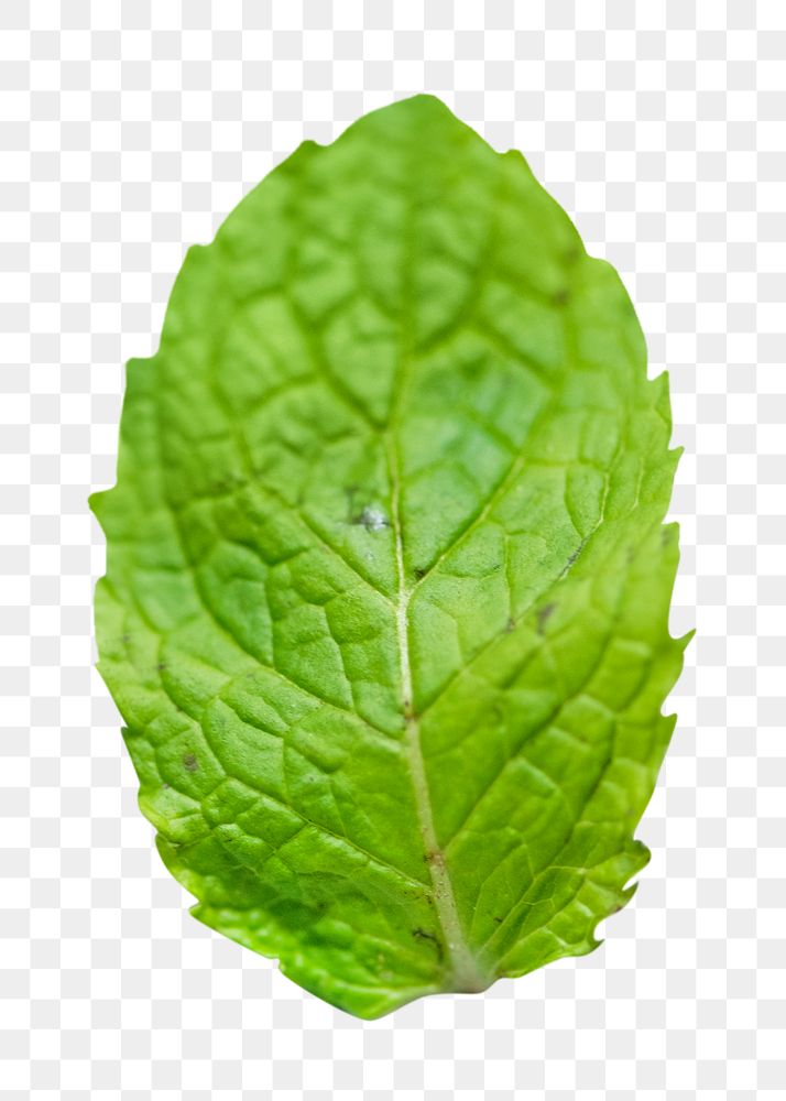 Mint leaf png, healthy food, transparent background