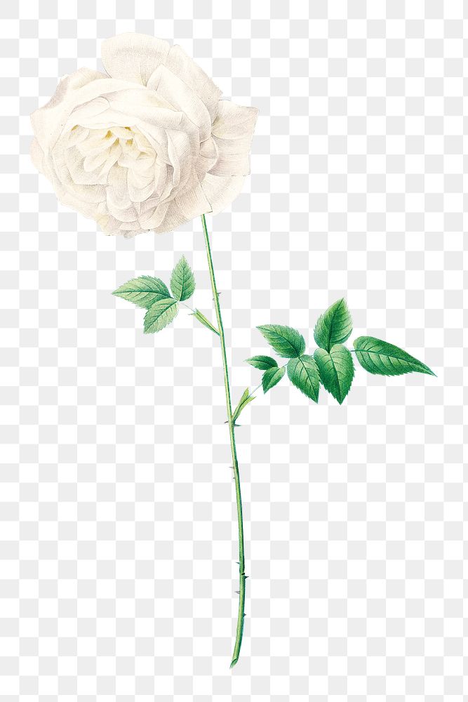 PNG white rose flower botanical, collage element, transparent background