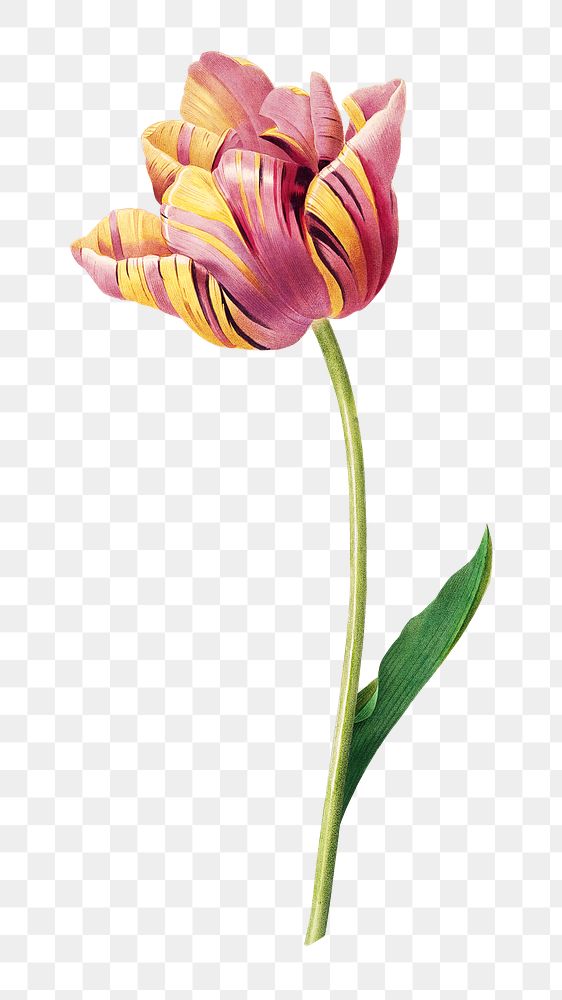 PNG tulip flower botanical, collage element, transparent background