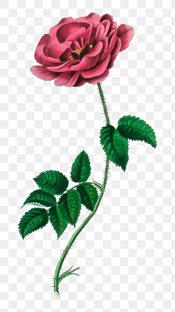 PNG pink flower French rose botanical sketch, collage element, transparent background