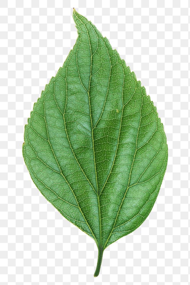 Green nature leaf png, transparent background