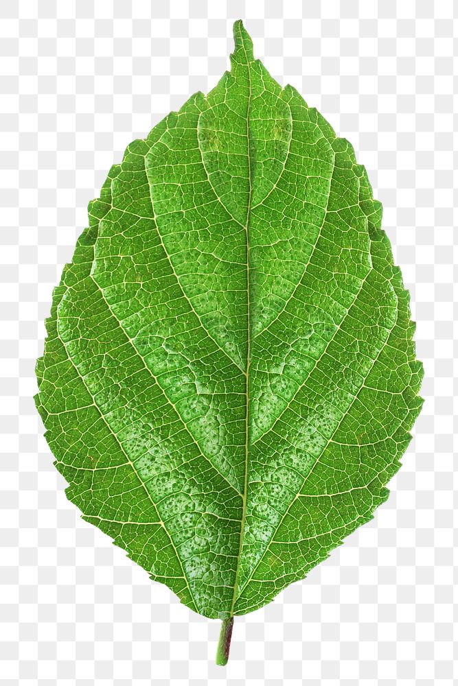 Green tree leaf png, transparent background