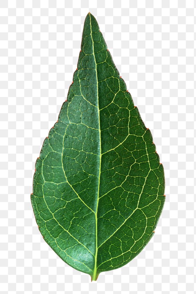 Dark green leaf png, transparent background