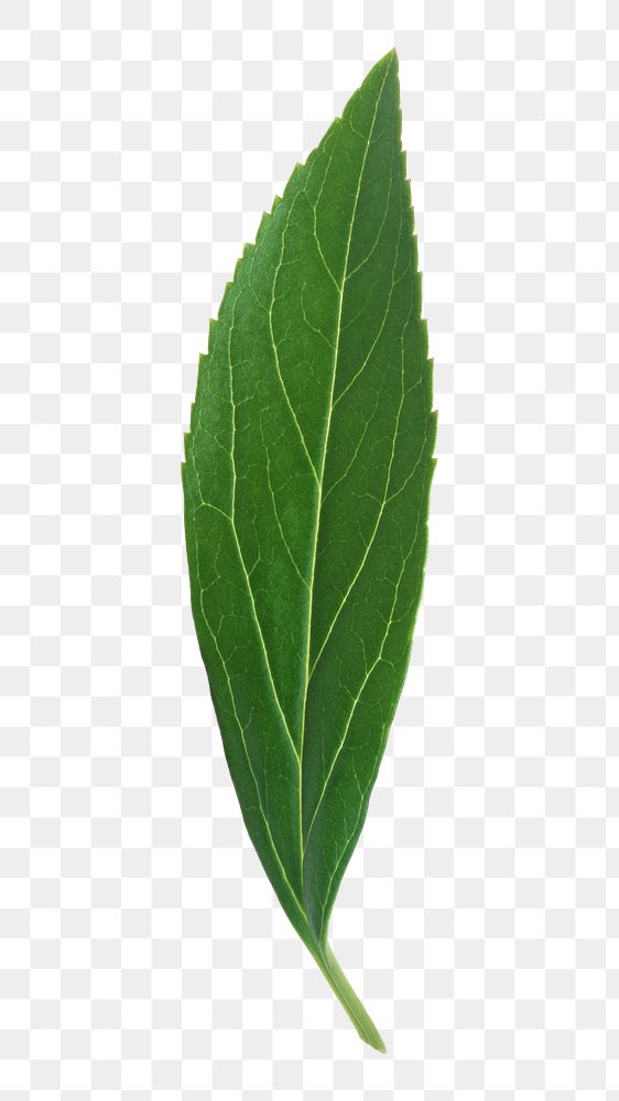 Single plant leaf png, transparent background