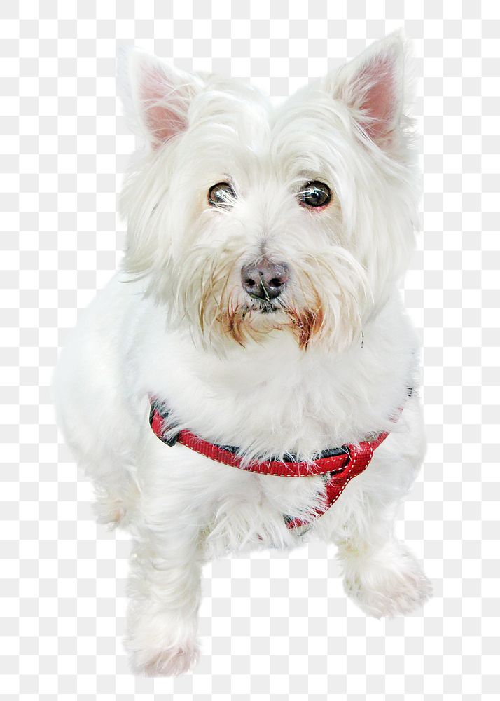 White terrier png, cute dog, design element, transparent background