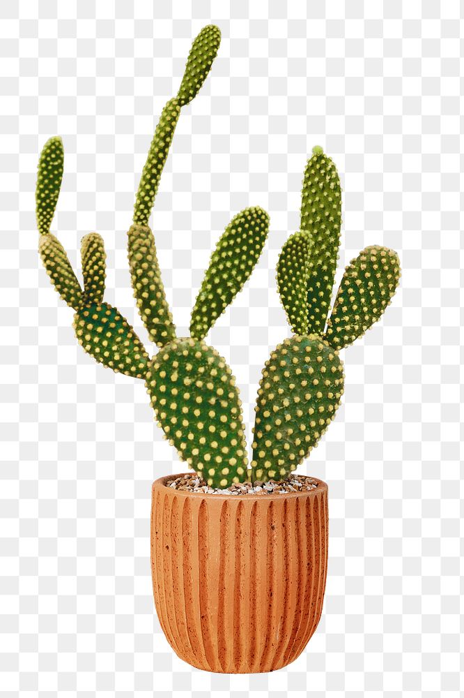 Cactus png green desert plant, transparent background