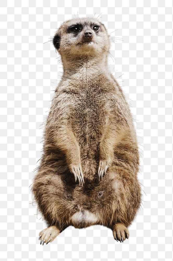 Meerkat png collage element, transparent background