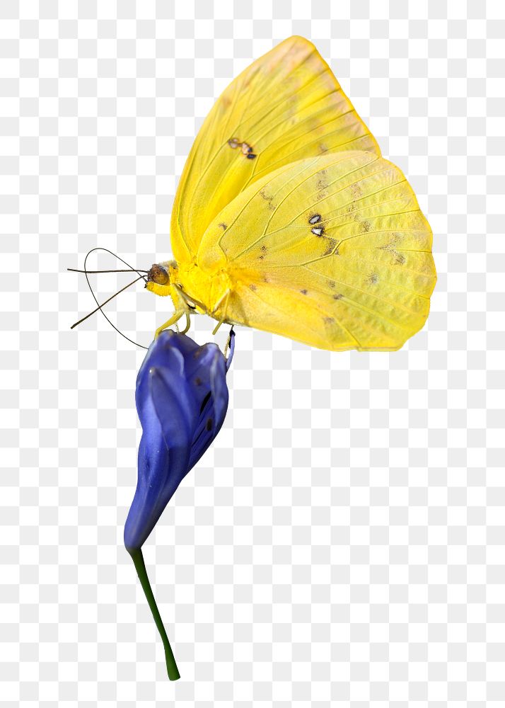 Flower butterfly png, yellow beautiful, transparent background