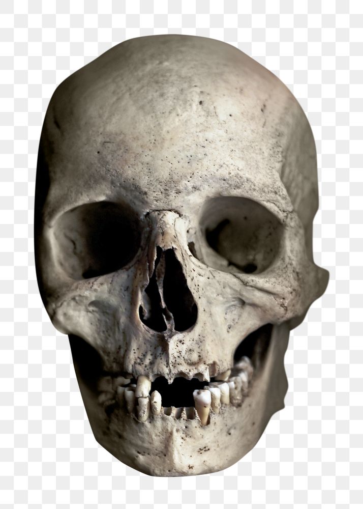 Png human skull, isolated object, transparent background