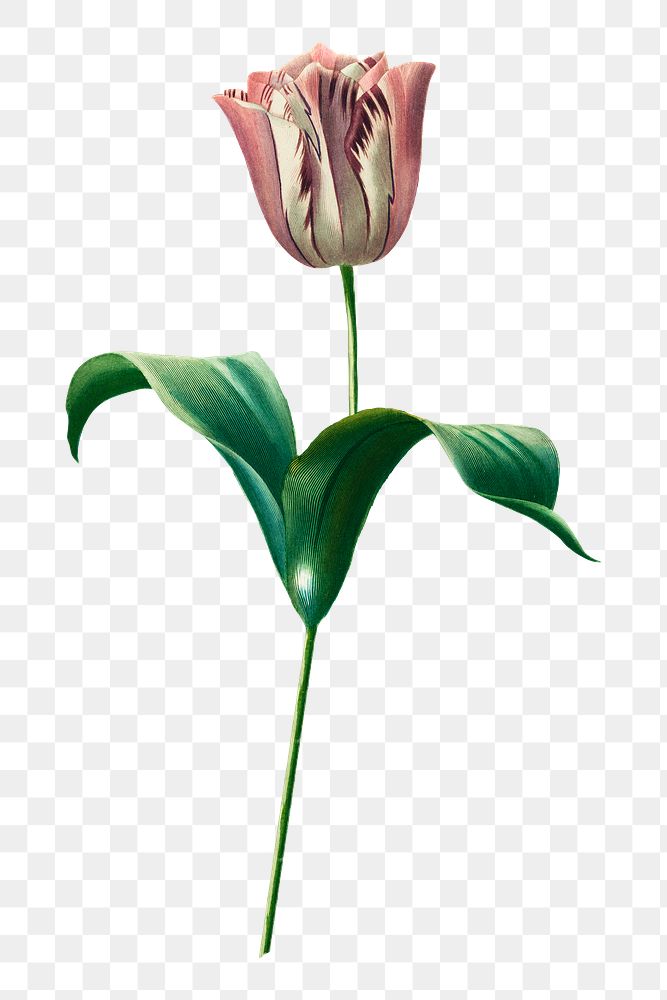 PNG Didier's tulip, collage element, transparent background