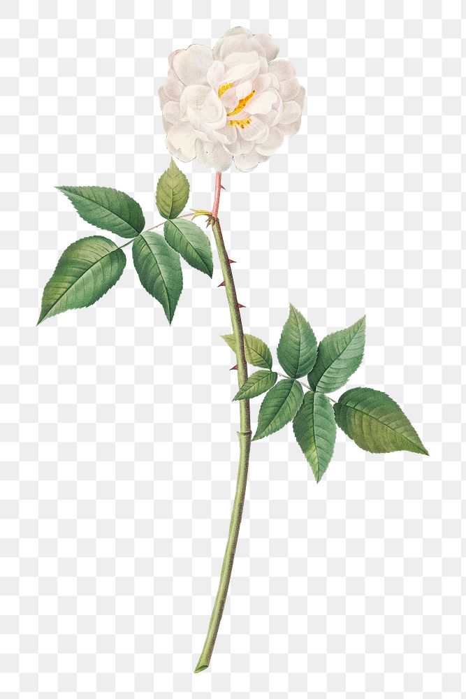 PNG rose of Phillippe noisette, collage element, transparent background