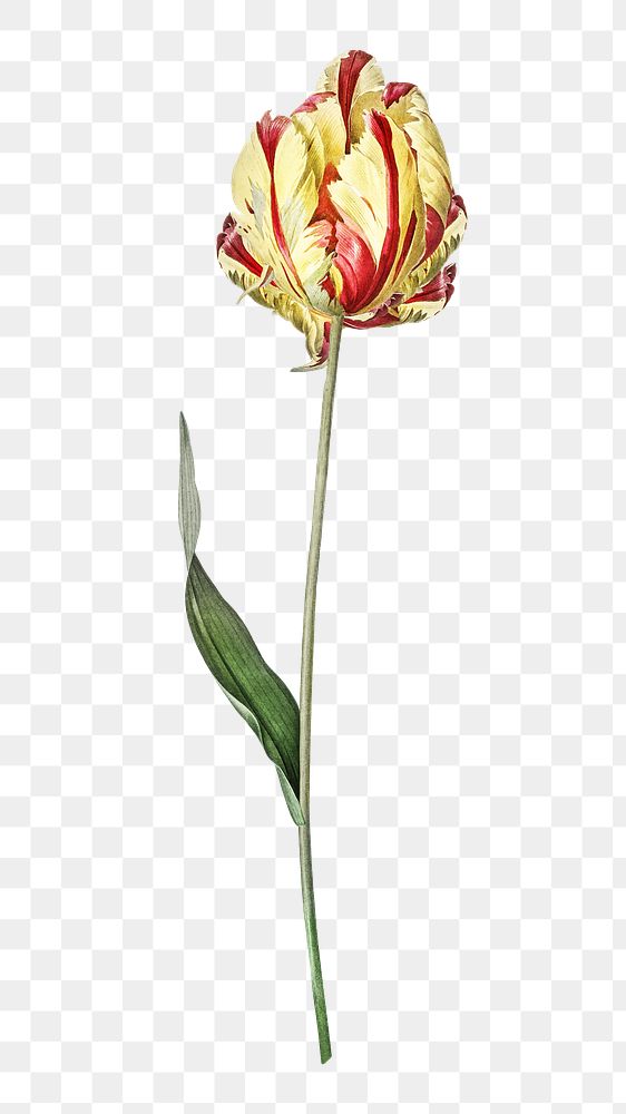 PNG Didier's tulip, collage element, transparent background