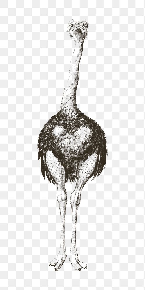 Ostrich png vintage illustration, transparent background