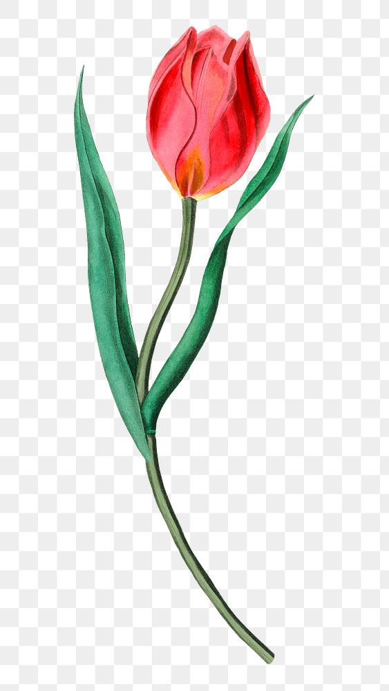 PNG vintage tulip flower blooming, collage element, transparent background