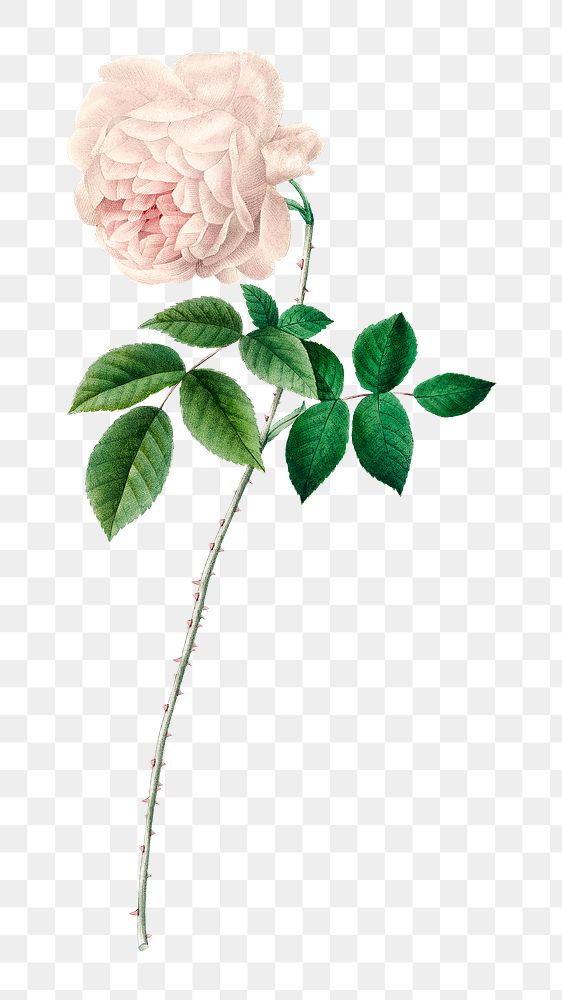 PNG white rose flower botanical, | Premium PNG - rawpixel