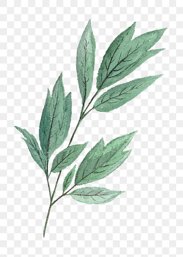 PNG green leaf botanical, collage element, transparent background