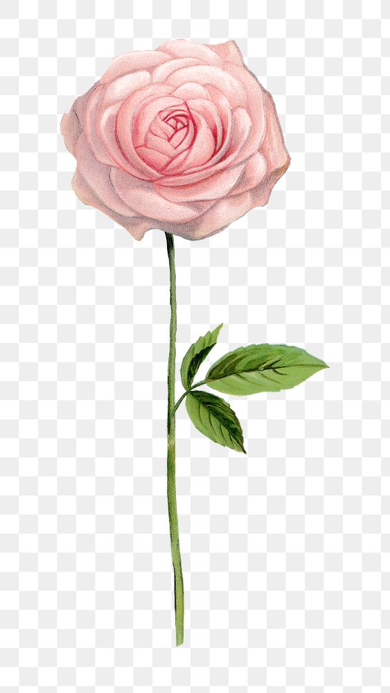 PNG pink rose vintage flower, collage element, transparent background